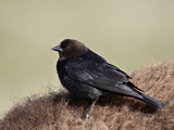 Brown-Headed Cowbird (Molothrus Ater), Yellowstone National Park, Wyoming, USA, North America Photographic Print by James Hager
