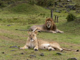 Lion (Panthera Leo), Masai Mara, Kenya, East Africa, Africa Photographic Print by Sergio Pitamitz