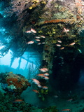 Coral Growth Inside Wreck of Lesleen M Freighter, Sunk in 1985 in Anse Cochon Bay, St Lucia Photographic Print by Lisa Collins