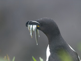 Razorbill (Alca Torda), Lunga, Inner Hebrides, Scotland, United Kingdom, Europe Photographic Print by Mark Harding