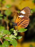 Hecales Longwing Butterfly (Heliconius Hecale), Widespread across South America Photographic Print by Raj Kamal