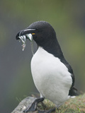 Razorbill (Alca Torda), Lunga, Inner Hebrides, Scotland, United Kingdom, Europe Photographic Print by Mark Harding