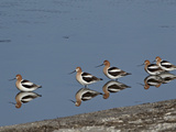 Five American Avocet (Recurvirostra Americana), Yellowstone National Park, Wyoming, USA Photographic Print by James Hager
