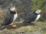 Atlantic Puffin (Fratercula Arctica), Lunga, Inner Hebrides, Scotland, United Kingdom, Europe Photographic Print by Mark Harding