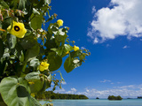 Ile Des Pins, New Caledonia, Melanesia, South Pacific, Pacific Photographic Print by Michael Runkel