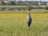 Juvenile Common Crane (Grus Grus) Released by Great Crane Project on Somerset Levels, England Photographic Print by Nick Upton