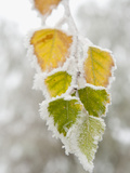 Frost-Covered Birch Leaves, Town of Cakovice, Prague, Czech Republic, Europe Photographic Print by Richard Nebesky