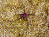 Brittle Star Fish (Ophiothrix Sp.), Sulawesi, Indonesia, Southeast Asia, Asia Photographic Print by Lisa Collins