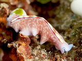 Pseudoceros Bifurcus Flatworm, Sulawesi, Indonesia, Southeast Asia, Asia Photographic Print by Lisa Collins