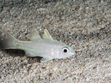Yellow Eyed Cardinalfish (Apogon Monospilus), Sulawesi, Indonesia, Southeast Asia, Asia Photographic Print by Lisa Collins