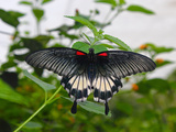 Great Mormon (Papilio Memnon), Butterfly Belonging to Swallowtail Family, Found in Southern Asia Photographic Print by Raj Kamal