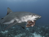 Caribbean Reef Shark (Carcharhinus Perezii) Eating Lionfish (Pterois Volitans), Roatan, Honduras Photographic Print by Antonio Busiello