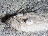 Whitemargin Stargazer (Uranoscopus Sulphureus), Sulawesi, Indonesia, Southeast Asia, Asia Photographic Print by Lisa Collins