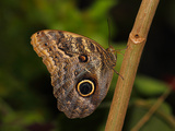Butterflies in Genus Caligo, Commonly Called Owl Butterflies, with Huge Eyespots Resemble Owls Eyes Photographic Print by Raj Kamal