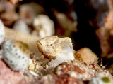 Baby Devil Scorpionfish (Scorpaenopsis Diabolus), Sulawesi, Indonesia, Southeast Asia, Asia Photographic Print by Lisa Collins