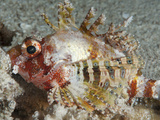 Shortfin Lionfish (Dendrochirus Brachypterus), Sulawesi, Indonesia, Southeast Asia, Asia Photographic Print by Lisa Collins