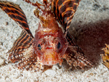 Shortfin Lionfish (Dendrochirus Brachypterus), Sulawesi, Indonesia, Southeast Asia, Asia Photographic Print by Lisa Collins