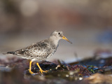 Purple Sandpiper (Calidris Maritima), Bamburgh Beach, Northumberland, England, UK, Europe Photographic Print by Ann & Steve Toon