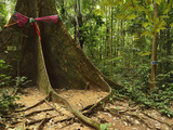 Rainforest, Tiger Cave Temple (Wat Tham Suea), Krabi Province, Thailand, Southeast Asia, Asia Photographic Print by Jochen Schlenker