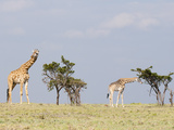 Giraffe (Giraffa Camelopardalis), Masai Mara, Kenya, East Africa, Africa Photographic Print by Sergio Pitamitz