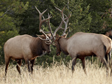 Two Bull Elk (Cervus Canadensis) Sparring During the Rut, Jasper National Park, Alberta, Canada Photographic Print by James Hager