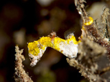Pygmy Seahorse (Hippocampus Colemani), Sulawesi, Indonesia, Southeast Asia, Asia Photographic Print by Lisa Collins