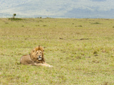 Lion (Panthera Leo), Masai Mara, Kenya, East Africa, Africa Photographic Print by Sergio Pitamitz