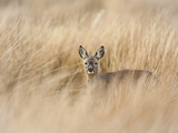 Roe Deer Buck (Capreolus Capreolus), Islay, Scotland, United Kingdom, Europe Photographic Print by Ann & Steve Toon