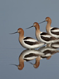 Three American Avocet (Recurvirostra Americana), Yellowstone National Park, Wyoming, USA Photographie par James Hager
