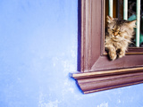 Cat at Cheong Fatt Tze Mansion, Georgetown, Penang, Malaysia, Southeast Asia, Asia Photographic Print by Matthew Williams-Ellis