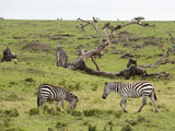 Common Zebra (Equus Quagga), Masai Mara, Kenya, East Africa, Africa Photographic Print by Sergio Pitamitz