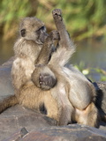 Chacma Baboons (Papio Cynocephalus Ursinus), Grooming, Kruger National Park, South Africa, Africa Photographic Print by Ann & Steve Toon