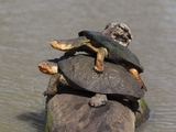 Marsh Terrapin (Pelomedusa Subrufa) Stacked Up on Log, Mkhuze Game Reserve, South Africa Lámina fotográfica por Ann & Steve Toon Marsh Terrapin (Pelomedusa Subrufa) Stacked Up on Log, Mkhuze Game Reserve, South Africa Lámina fotográfica por Ann & Steve Toon