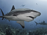 Caribbean Reef Shark (Carcharhinus Perezii) Eating Lionfish (Pterois Volitans), Roatan, Honduras Photographic Print by Antonio Busiello