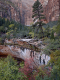 Evergreens, Red Maples, and Red Rock on the Emerald Pools Trail, Zion National Park, Utah, USA Photographic Print by James Hager