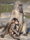 Chacma Baboon (Papio Cynocephalus Ursinus), with Baby, Kruger National Park, South Africa, Africa Photographic Print by Ann & Steve Toon