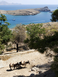 Two Donkeys in the St. Paul Bay, Lindos, Rhodes, Dodecanese, Greek Islands, Greece, Europe Photographie par Oliviero Olivieri