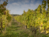 Vineyard Above Village of Vlcnov, Zlinsko, Czech Republic, Europe Photographic Print by Richard Nebesky