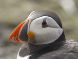 Atlantic Puffin (Fratercula Arctica), Lunga, Inner Hebrides, Scotland, United Kingdom, Europe Photographic Print by Mark Harding