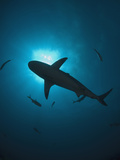 Caribbean Reef Shark (Carcharhinus Perezii) Swimming with Sun Seen from Below, Roatan, Honduras Photographic Print by Antonio Busiello