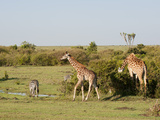 Giraffe (Giraffa Camelopardalis) and Common Zebra (Equus Quagga), Masai Mara, Kenya, Africa Photographic Print by Sergio Pitamitz