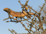 Ground Agama (Agama Aculeata), Kgalagadi Transfrontier Park, South Africa, Africa Photographic Print by Ann & Steve Toon