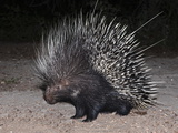 Porcupine (Hystrix Africaeaustralis), Limpopo, South Africa, Africa Photographic Print by Ann & Steve Toon