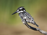 Pied Kingfisher (Ceryle Rudis), Intaka Island, Cape Town, South Africa, Africa Photographic Print by Ann & Steve Toon