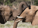 Desert Elephants (Loxodonta Africana), Huab River Valley, Torra Conservancy, Damaraland, Namibia Photographie par Sergio Pitamitz