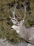 Mule Deer (Odocoileus Hemionus) Buck, Heron Lake State Park, New Mexico, USA, North America Photographic Print by James Hager