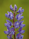 Silvery Lupine (Lupinus Argenteus), Waterton Lakes National Park, Alberta, Canada, North America Photographic Print by James Hager