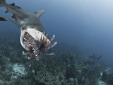 Caribbean Reef Shark (Carcharhinus Perezii) Eating Lionfish (Pterois Volitans), Roatan, Honduras Photographic Print by Antonio Busiello