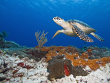 Sea Turtle (Chelonioidea), Cozumel, Mexico, Caribbean, North America Photographic Print by Antonio Busiello