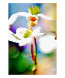 Watch This Premium Giclee Print by Robin Sutliff